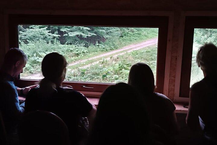Tour guiado de observación de osos de 4 horas en las montañas de los Cárpatos