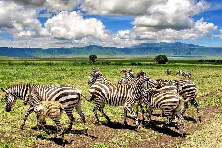Campamento clásico de 5 días en Tarangire, Serengeti y Ngorongoro