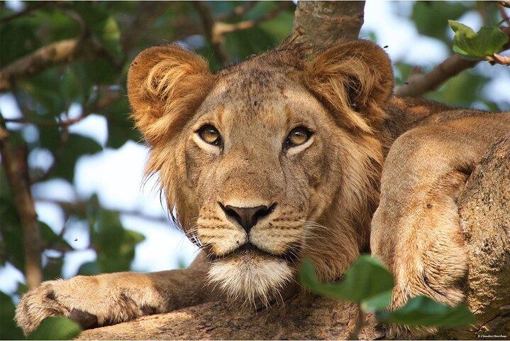 Campamento clásico de 5 días en Tarangire, Serengeti y Ngorongoro