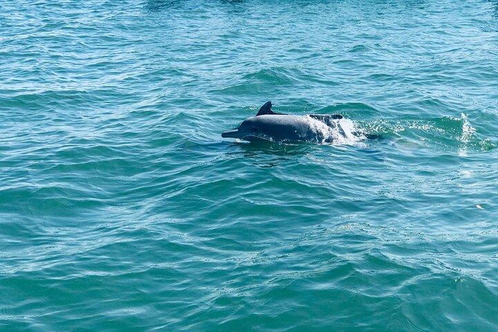 Observação de golfinhos e baleias em Negombo