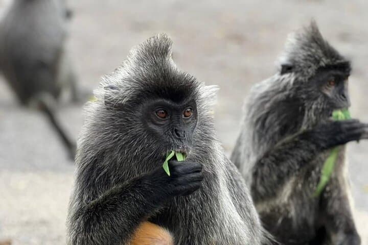 Fireflies & Silver leaf monkey Gazing tour