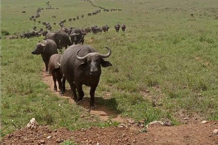 Visite privée d'une journée à Amboseli