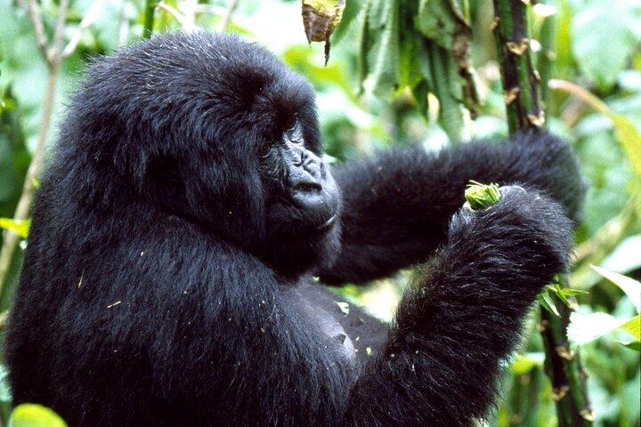 3 dages Golden Monkey Private Trekking i Rwanda
