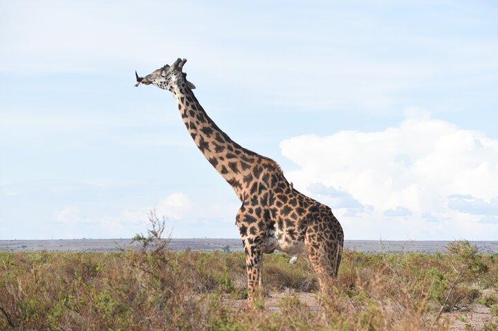 Visite guidée de 2 jours à Tsavo Est