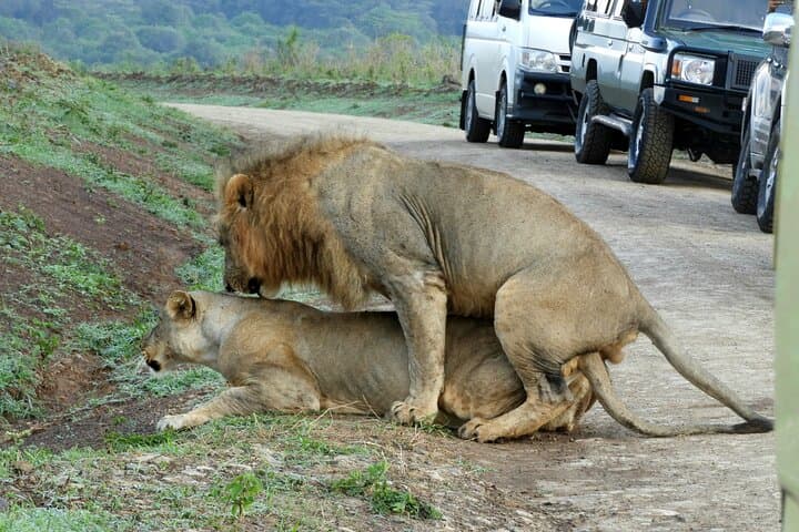 Private Adventure: Nairobi park, Elephants & Giraffe centre