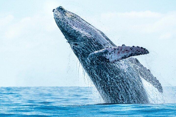 Tour in barca a vela di Whale Watching a San Jose del Cabo