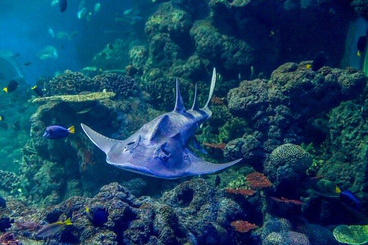 Oman Aquarium – Eintrittskarte