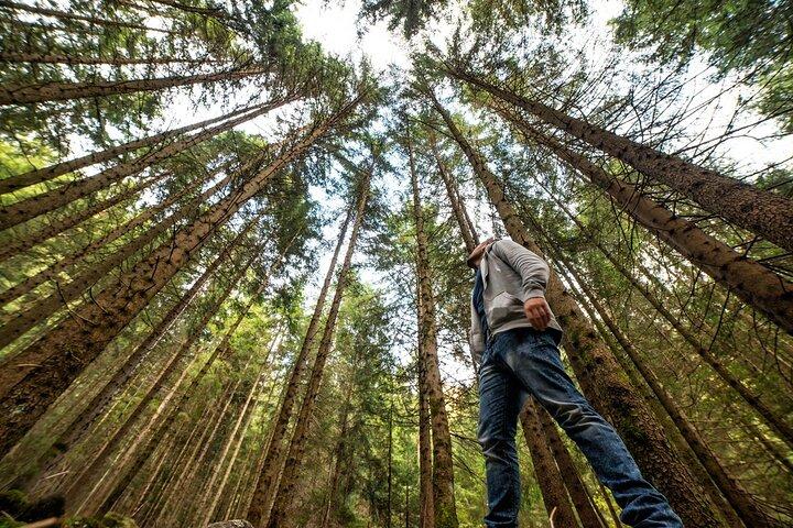 SF Combo: Coastal Redwoods mais Wine Country e Tastings Tour
