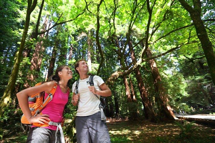SF Combo: Coastal Redwoods mais Wine Country e Tastings Tour
