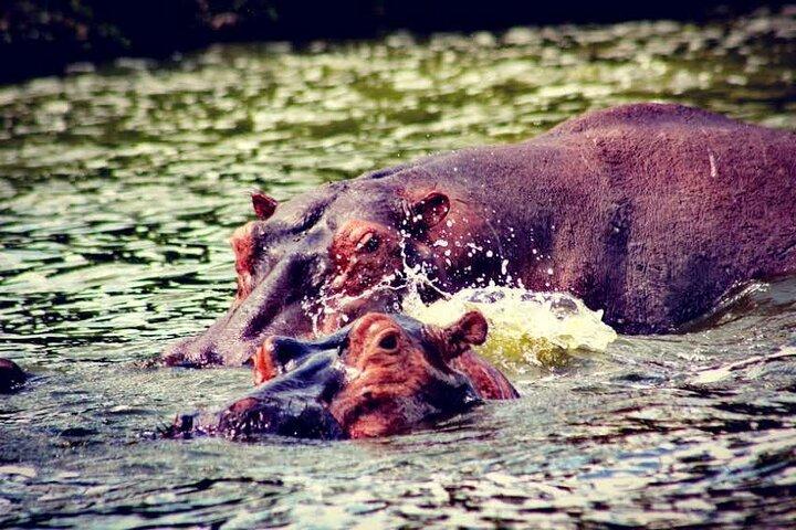2 - Dag Wildlife Safari til Lake Mburo National Park