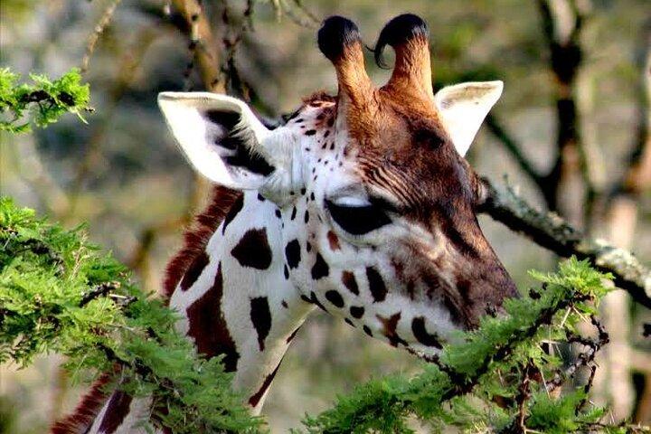 2 - Dag Wildlife Safari til Lake Mburo National Park