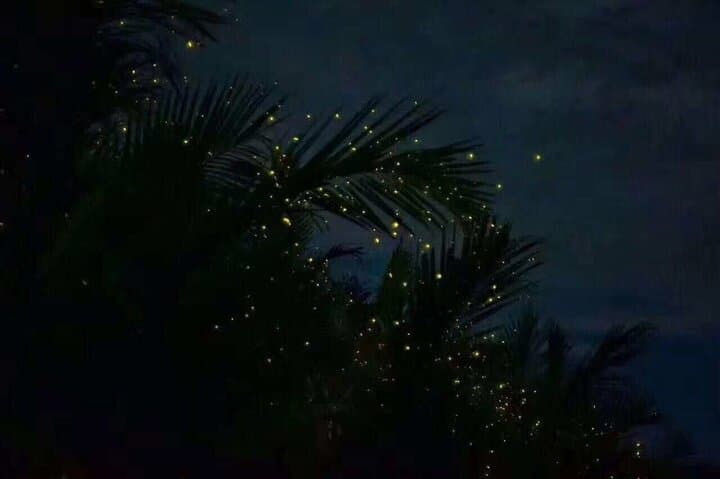Fireflies & Silver leaf monkey Gazing tour