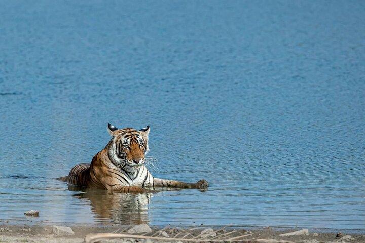 Ranthambore Tiger Safari Excursion d'une journée au départ de Jaipur