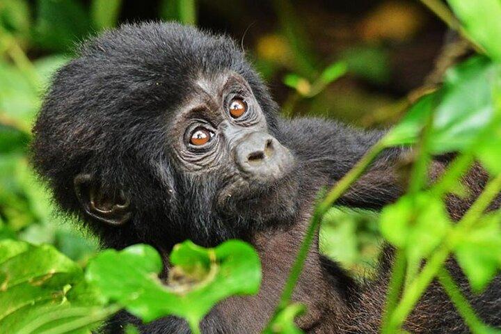 2 dagars privat Gorilla Trek Safari i Uganda via Kigali