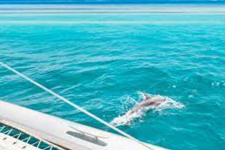 Snorkeling con i delfini e pranzo a Sataya Reefs da Marsa Alam