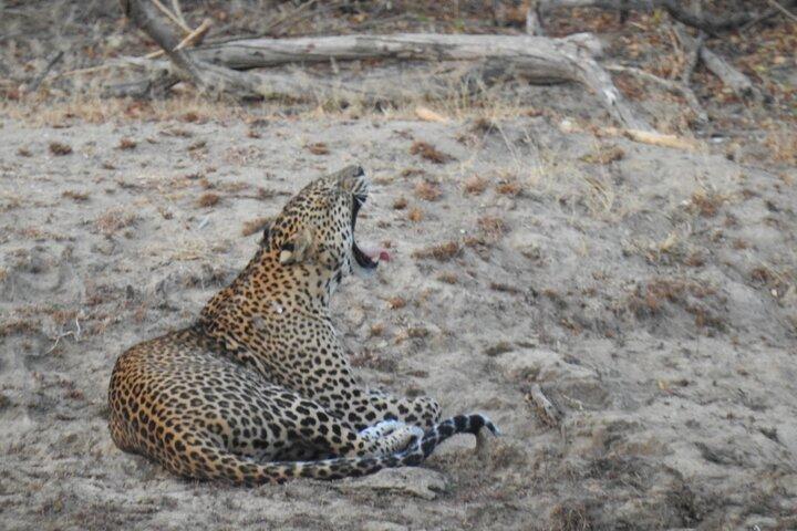 Soirée safari - Parc national de Yala avec safari Janaka - de 14h00 à 18h30