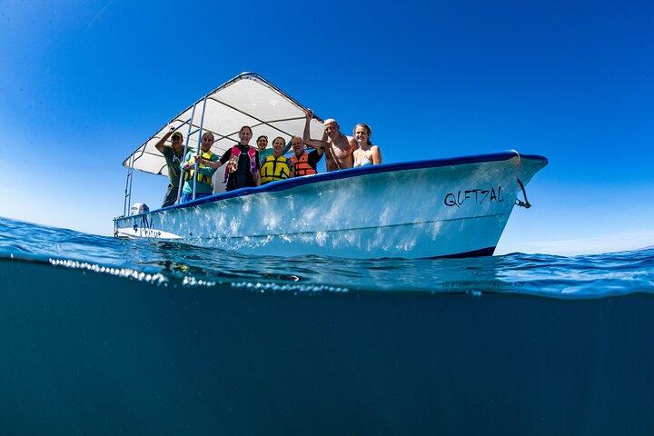 地元の海洋生物学者との少人数グループでのジンベエザメ シュノーケリング ツアー