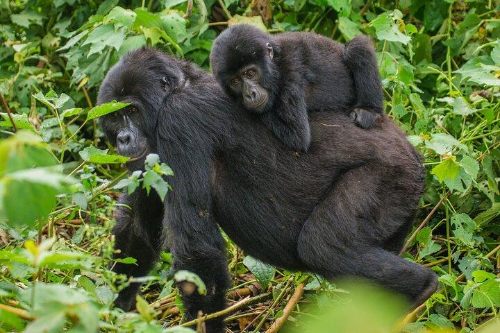 Tour dei gorilla dell'Uganda di 3 giorni: foresta impenetrabile di Bwindi