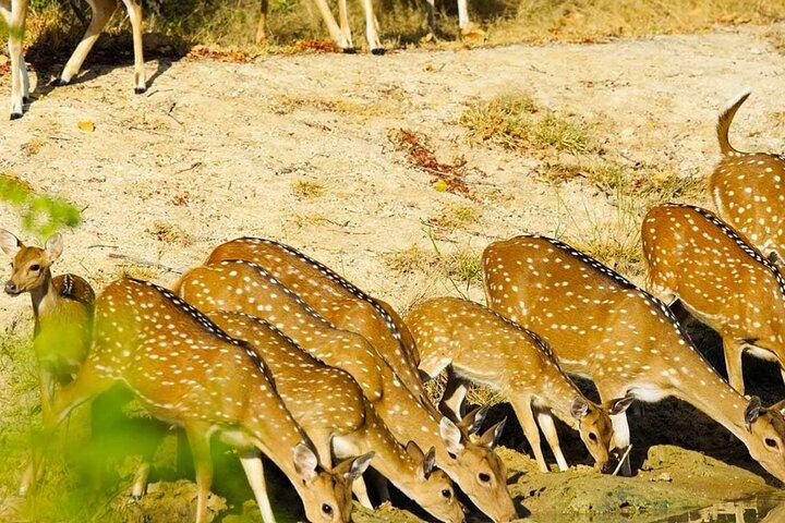 コロンボとニゴンボ発ヤラ国立公園プライベートジープサファリ