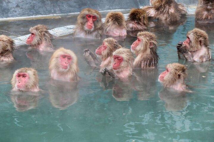 1-Day Private Snow Monkey ZenkoJi Temple & SakeTasting NaganoTour