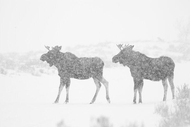 Private Grand Teton Winter Wildlife Tour