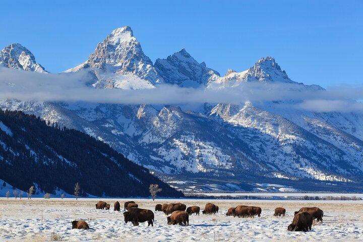 Private Grand Teton Winter Wildlife Tour