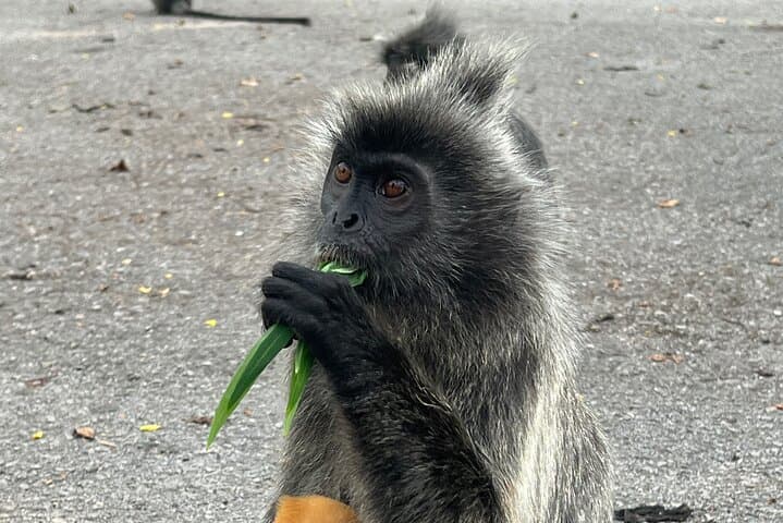 Fireflies & Silver leaf monkey Gazing tour