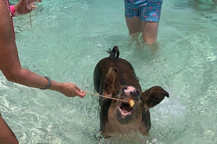 Nassau: Halbtagesriff Schnorcheln, Schildkröten & Schwimmschweine