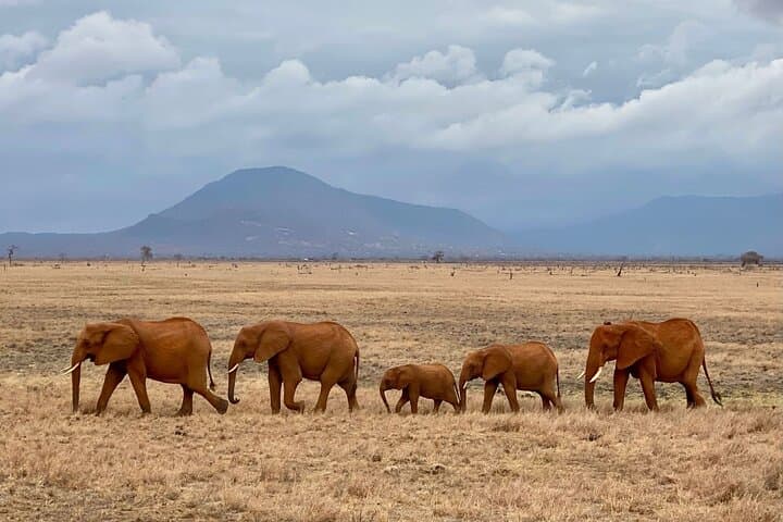 4 Days Private Safari Tour Tsavo and Amboseli from Nairobi