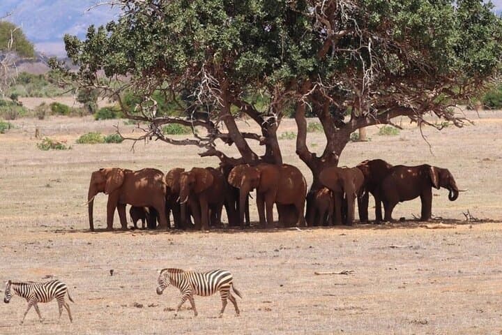 4 Days Private Safari Tour Tsavo and Amboseli from Nairobi