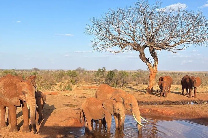 4 Days Private Safari Tour Tsavo and Amboseli from Nairobi