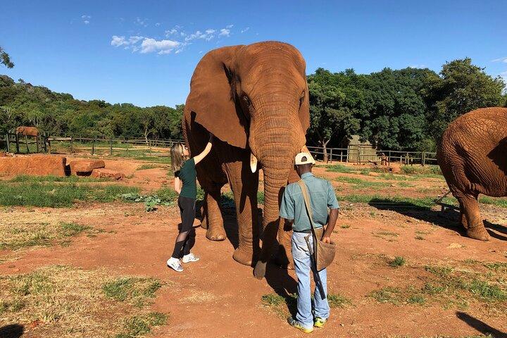 Elephant Sanctuary Tour from Johannesburg
