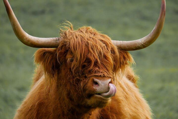 Tour privato di lusso di Loch Lomond, Glencoe e le Highlands