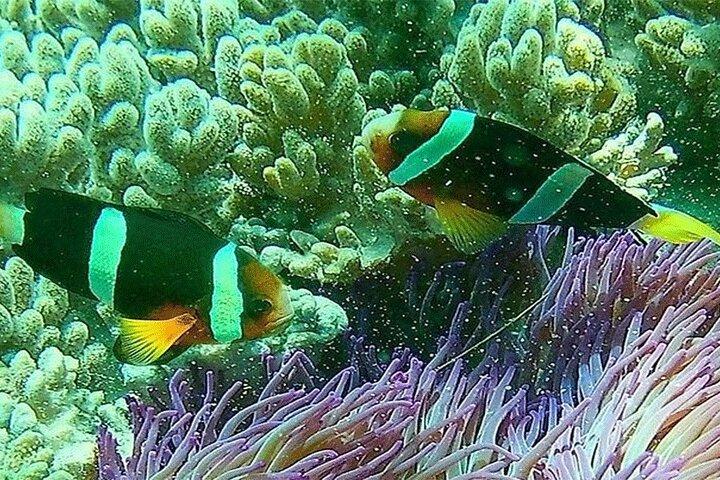 Blue Lagoon Snorkeling con pranzo e trasporto privato