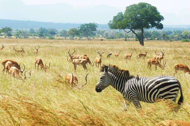 1 Day private Safari to Mikumi N park from Zanzibar by flight