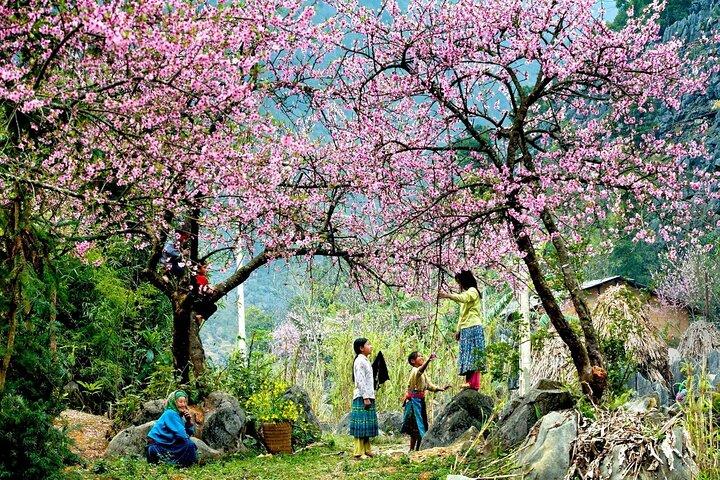 Sapa Wandertour : 2 - Tageswanderung & ethnischer Aufenthalt