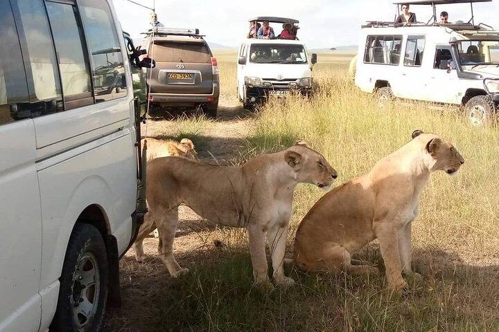 Tour privato di safari selvaggio di 3 giorni nel Masai Mara