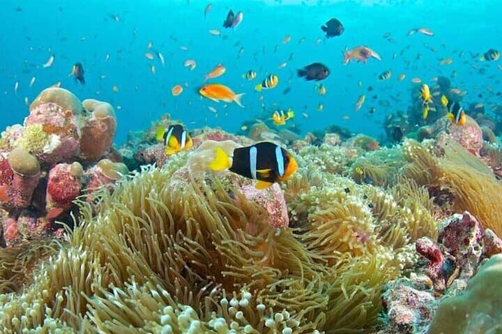 Zanzibar Half Day Trip in Mnemba Island