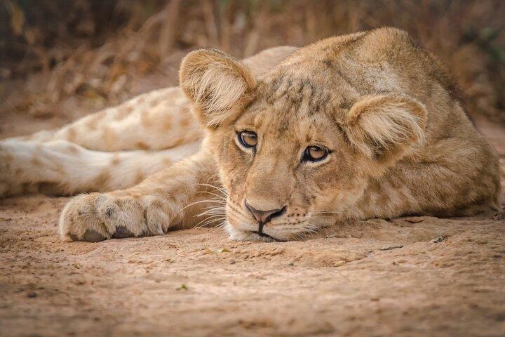Safari Ultimate Big Five de 3 dias - Murchison Falls e Rinocerontes