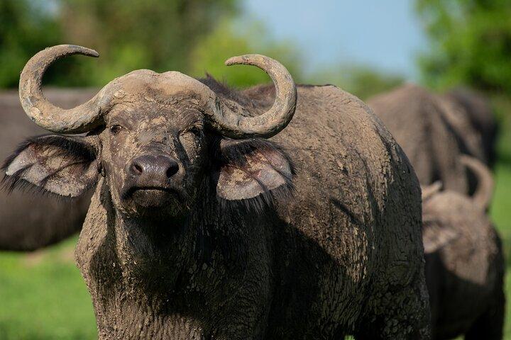 Safari Ultimate Big Five de 3 dias - Murchison Falls e Rinocerontes
