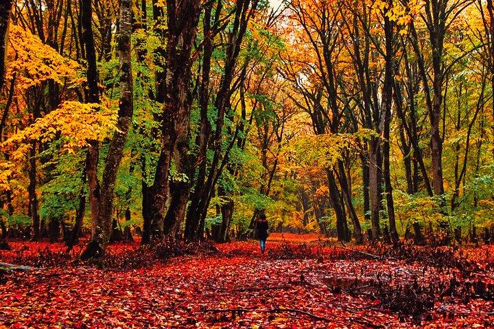 Gabala, Shamakhi, Kaukasus-Tagestour
