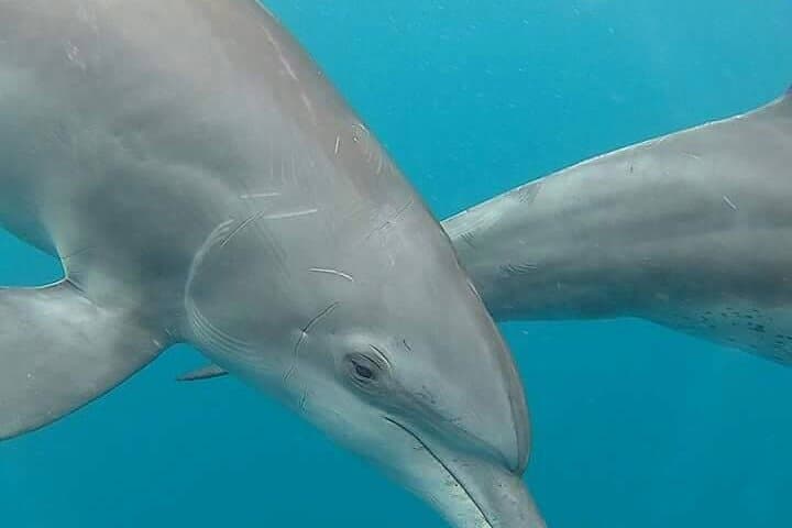 A Half Day Private Dolphins And Snorkeling Tour To Mnemba Island