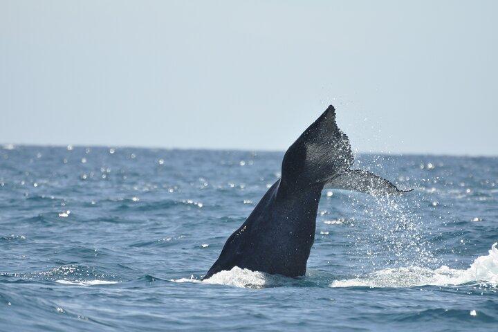 Los Cabos megattera: Tour di 10 ore 3 ore di Whale Watching