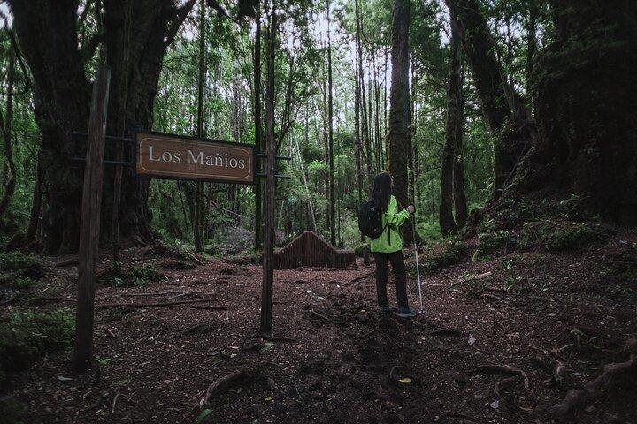 Escursione privata nel Parco Tepuhueico