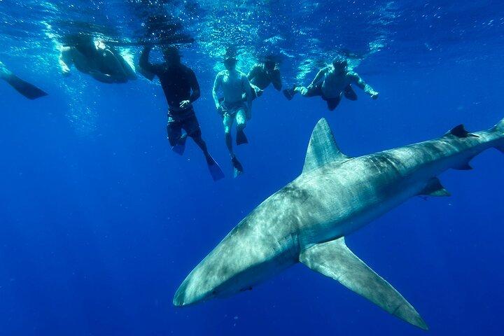 Oahu : Burfritt hajsim på norra stranden