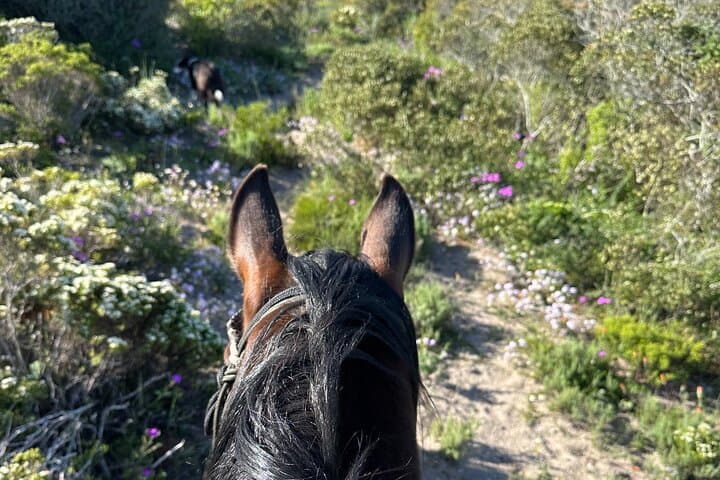 Horse safari and culture experience for all levels of riders