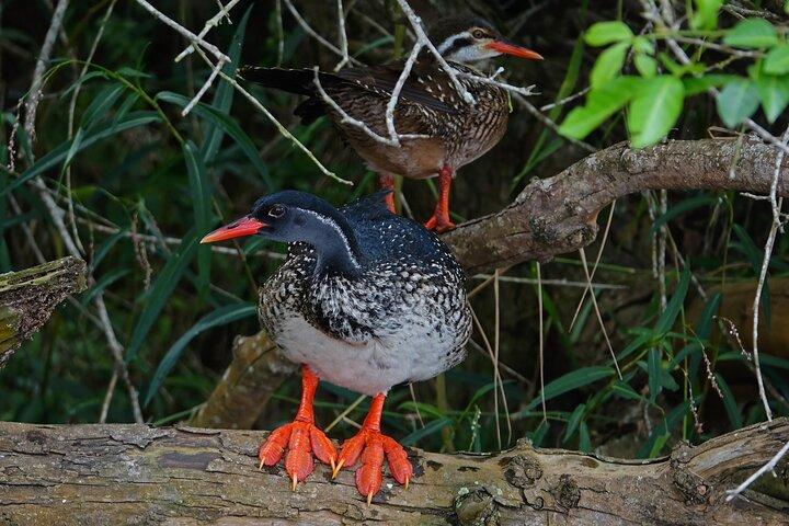 Vogel- en natuurtochten