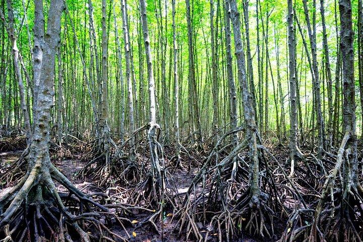 Excursão de 1 dia pela Floresta de Mangue Can Gio
