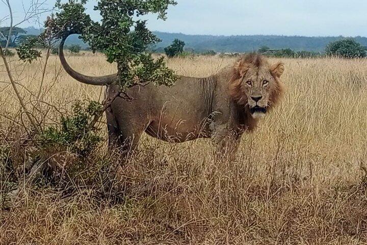 Tour privado a pie de safari, centro de jirafas y bomas en Nairobi