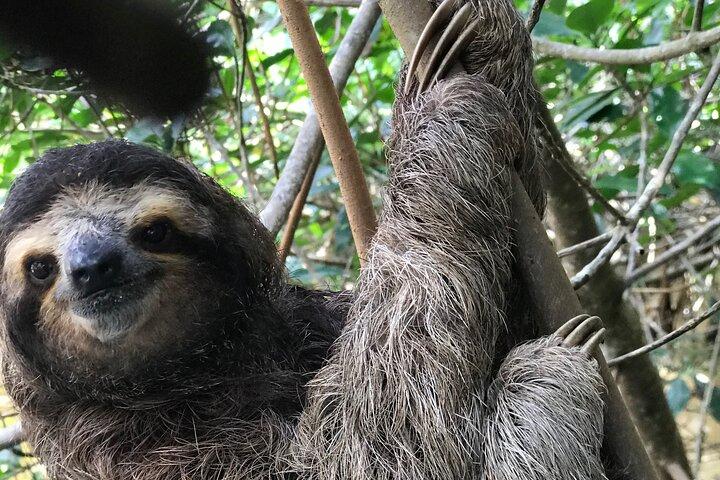 Heldags privat Tortuguero-kanal och Zipline-äventyr i Limon